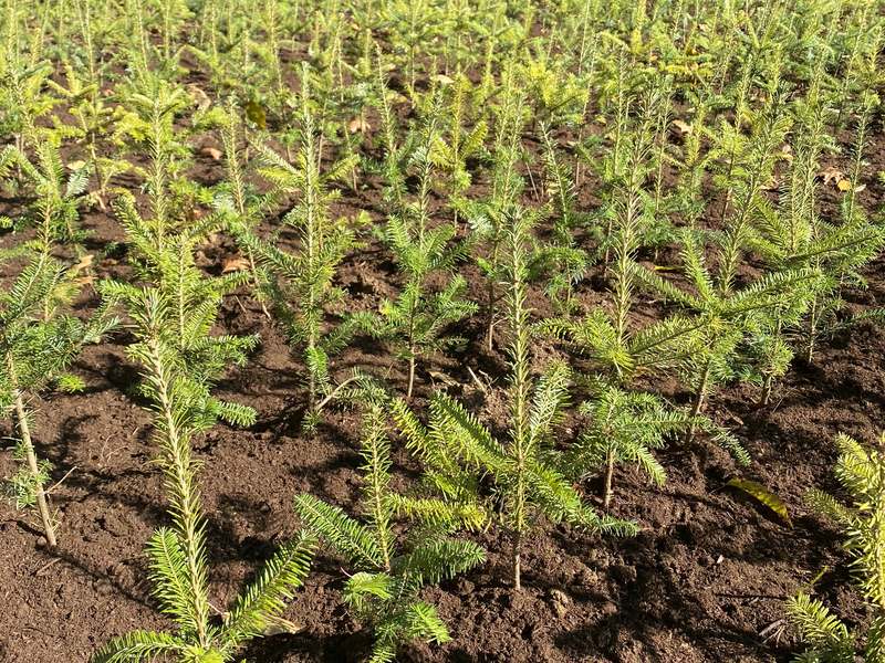 Rows of freshly planted evergreen seedlings in dark soil, carrying on the tradition Hoppy started every Mother's Day