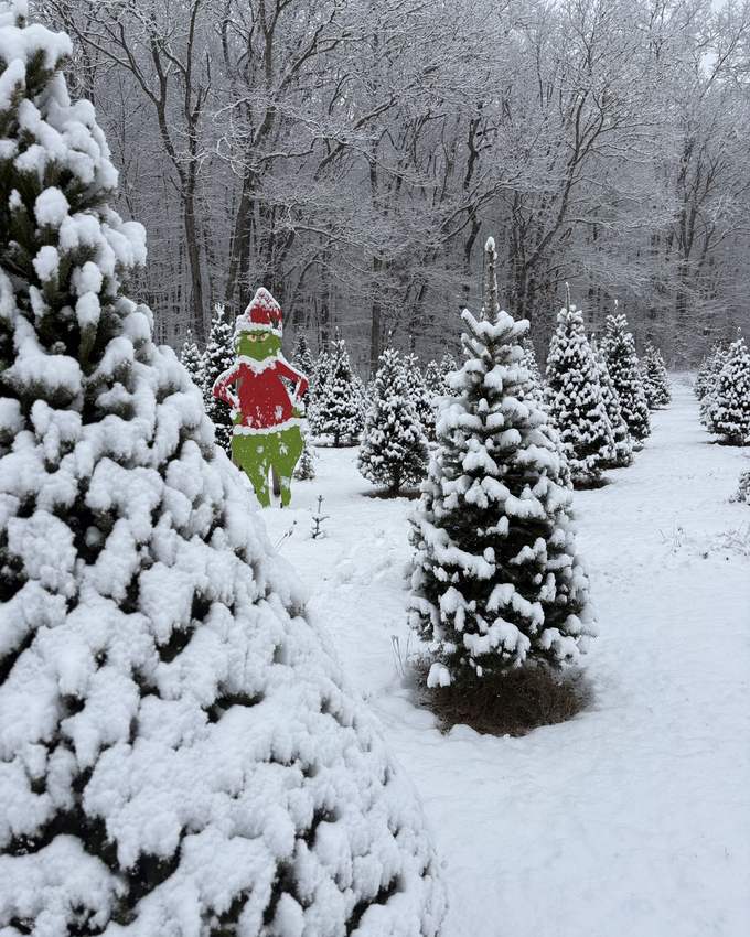 Snow-covered rows of Christmas trees at Hoppy's farm, with a hand-painted Grinch cutout peeking out between the firs